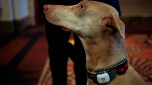 CES 2015 And The Internet of the Dog Thanks To Tagg GPS Plus