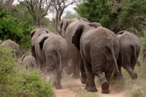 http://pixabay.com/en/elephant-herd-of-elephants-animals-426990/