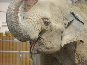 Happy elephant