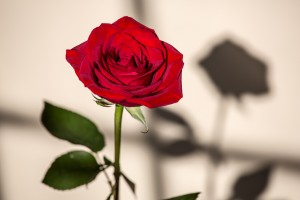 Valentine's Day