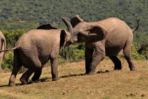 Elephant fight