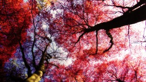 trees forest autumn