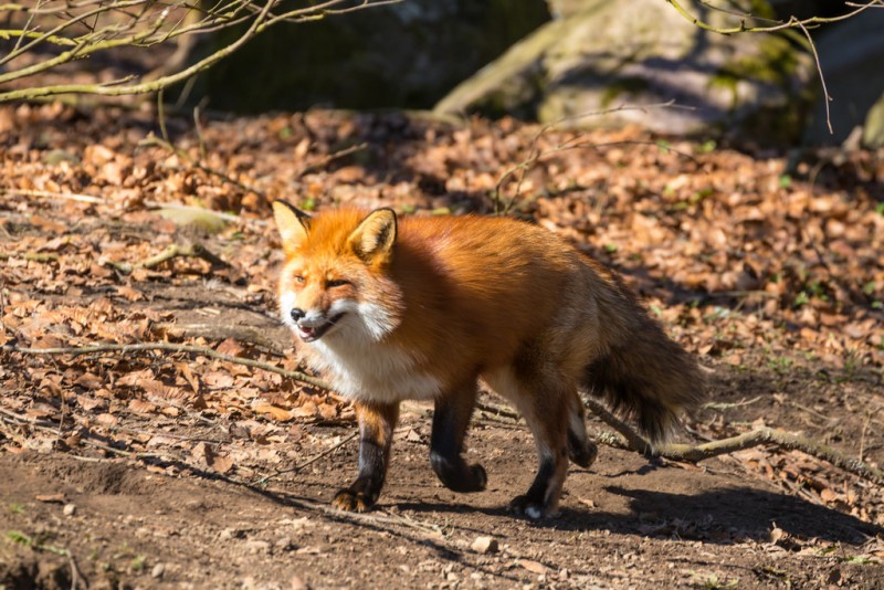 fox autumn animal canine canid forest leaves