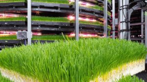 Grōv Technologies indoor tower farm, industrial setting, metal structures, with green grain grass in the foreground, metal scaffolding, technological wires and scaffolding create and industrial setting.
