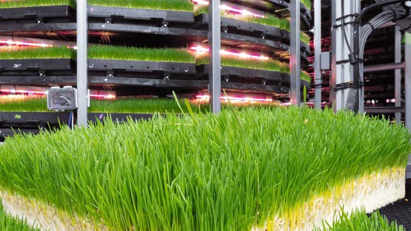 Grōv Technologies indoor tower farm, industrial setting, metal structures, with green grain grass in the foreground, metal scaffolding, technological wires and scaffolding create and industrial setting.