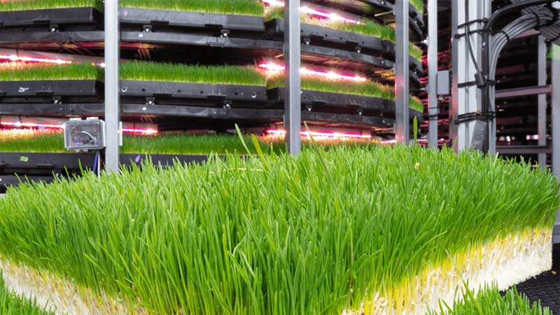 Grōv Technologies indoor tower farm, industrial setting, metal structures, with green grain grass in the foreground, metal scaffolding, technological wires and scaffolding create and industrial setting.
