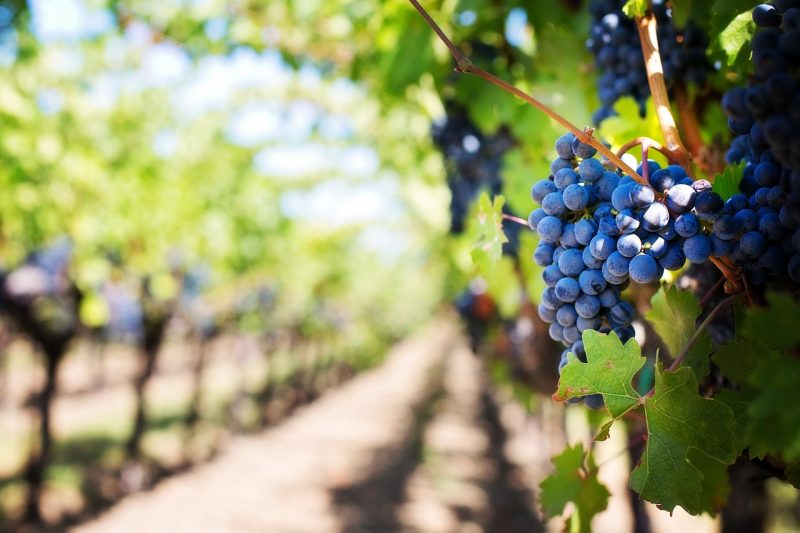 Rows of vines on trellises seen on the dirt with very purple grapes in bunches in the foreground.